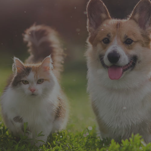supplements for cats and dogs