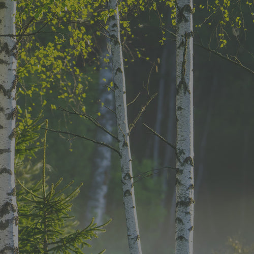 d-mannose birch